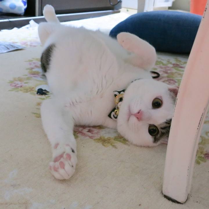 782ed132 5906 4493 acf4 b2ca355d6b26