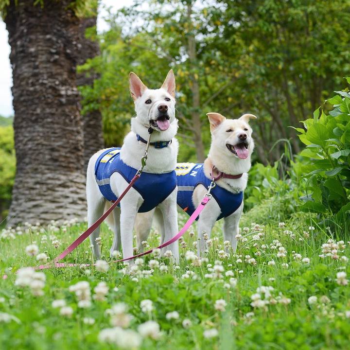 7842a4c1 4811 4f51 abde c974c4236729