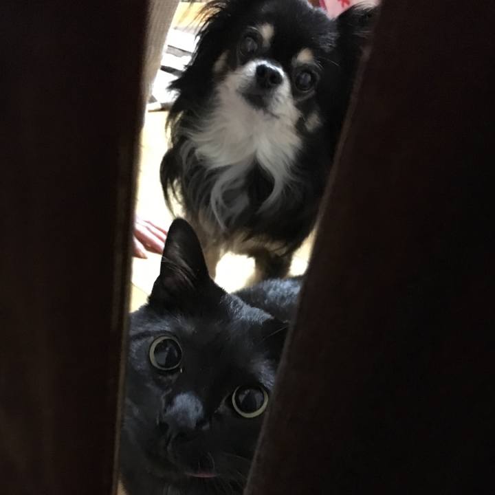 78438b81 34a2 40fb a2eb cfc2dccf69e5