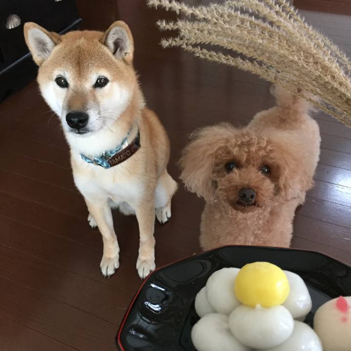 784af976 a754 4e70 8b48 b60ff95ea327