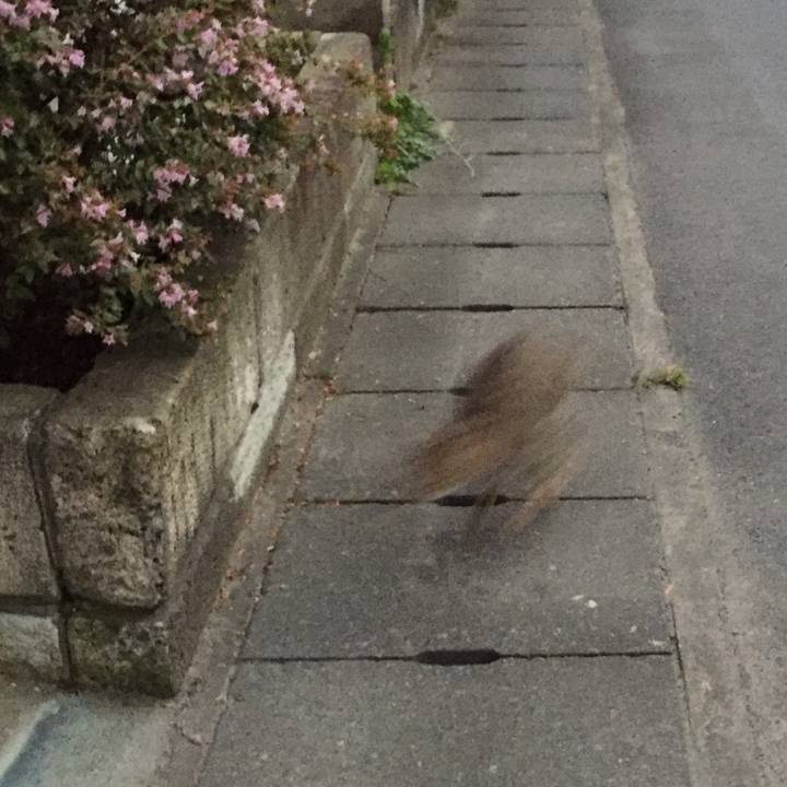 78568364 a1f7 40b6 a045 fd0290294274