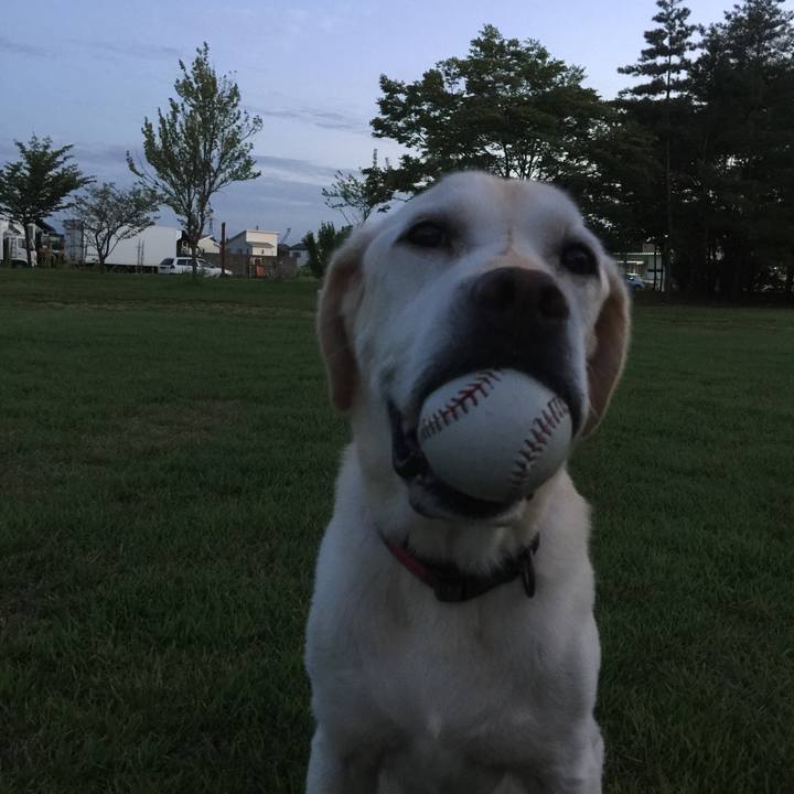 78635b29 1191 4222 a484 986f4c7aa229