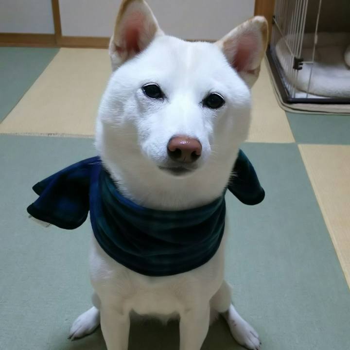 786b3a68 2976 4271 9825 68c16143ed26