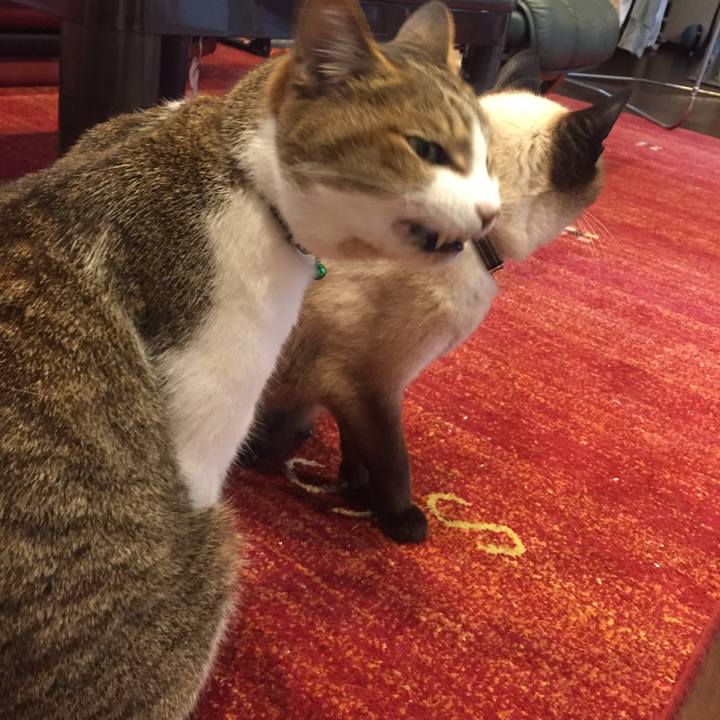 788078c6 6272 411a aca1 c92511610b23