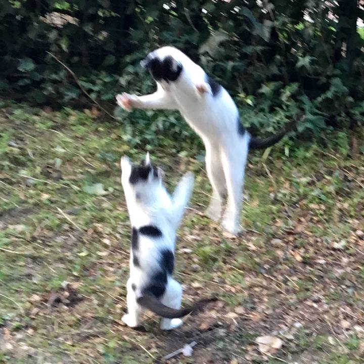 78a4fab0 86ae 476a 966f 619b108b6e41