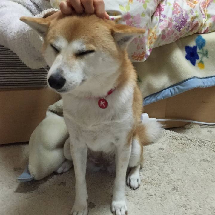 78bce7d8 896c 4d2f a7ce b91cdf53d72e