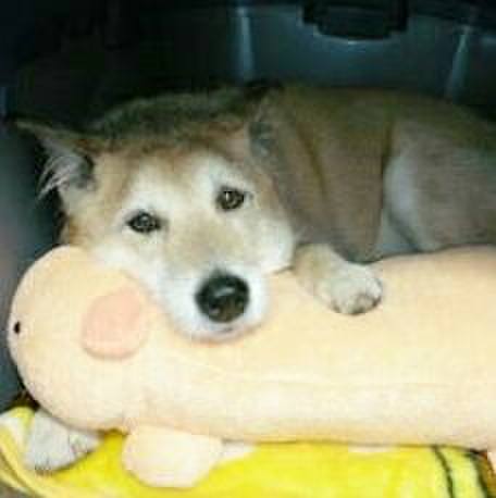 78d60c2c 0844 4acc 9821 0a1546501581