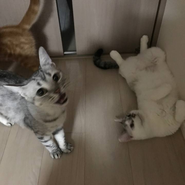 78ec18c9 7e2f 4bd0 8e34 2342003897b2