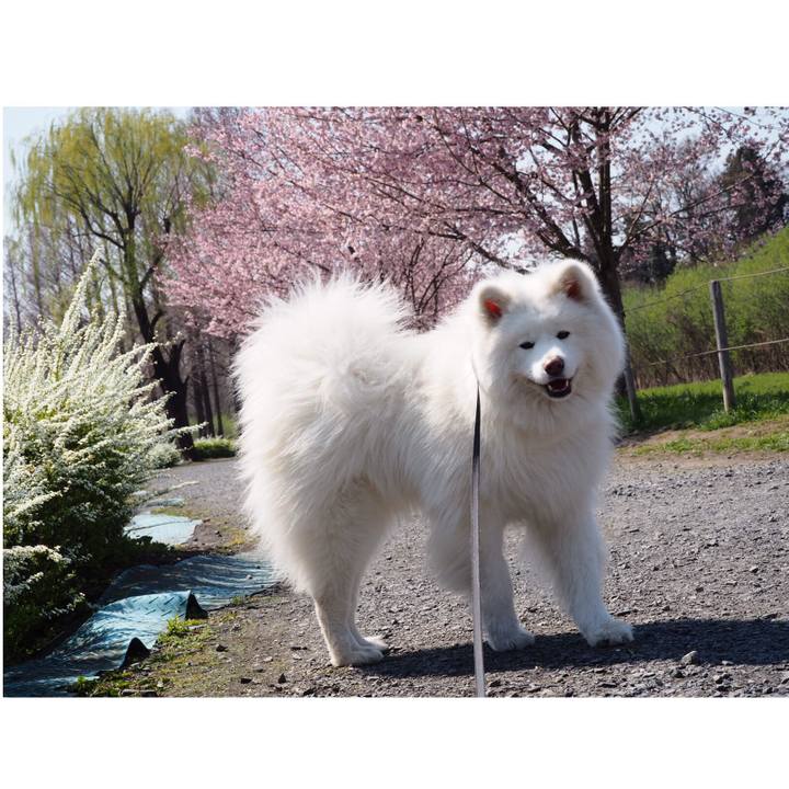 78ed0ed6 9530 4136 bec8 4ff7cdd470f8