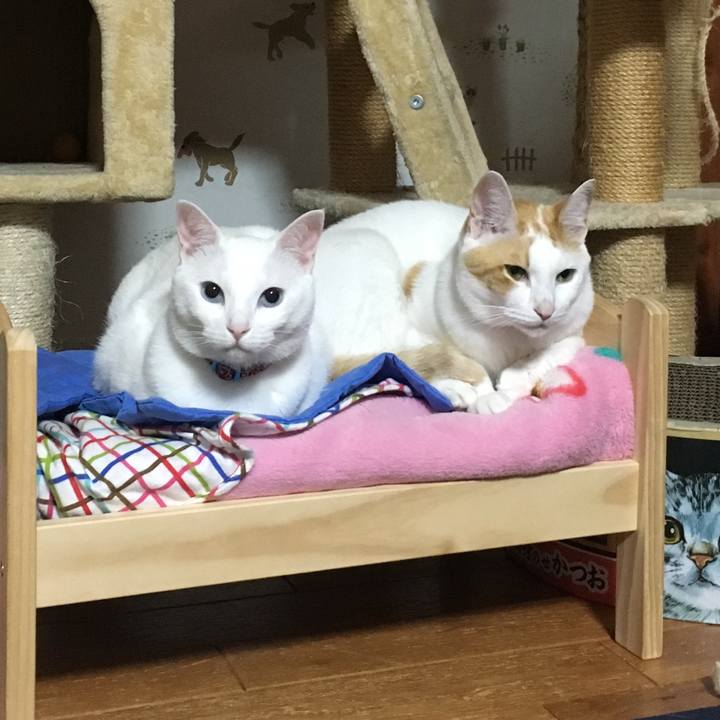 78ffaa4b 5a66 4e0d 8662 f67e7a0c4d81