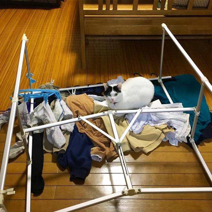 790f745c 5439 4674 99cc f08b32ef669e