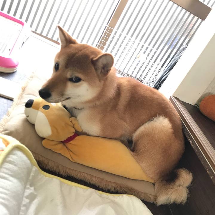 794c82dc 1d91 4240 920f ee4279a430d5