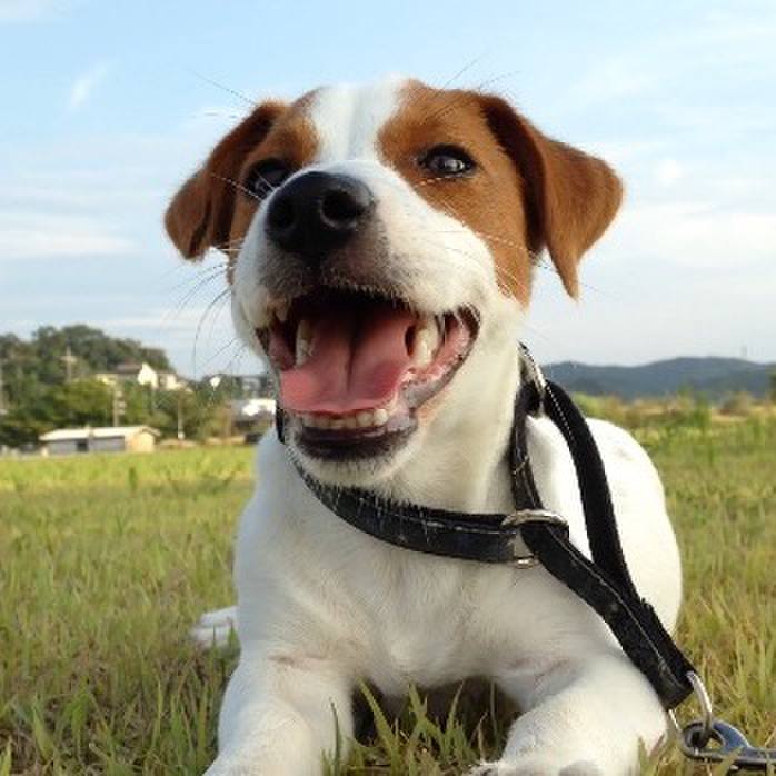 794f4490 8f38 41cc b1cc 9a37580eeab5