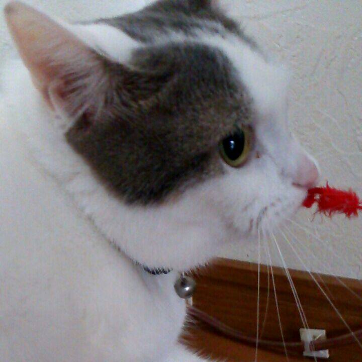 79596d9c ad62 45fb 9ee8 51ab0a71f7f2