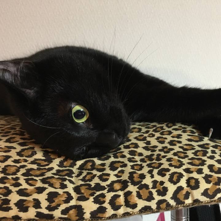 795dc4d4 1058 4660 b85f 47d99475097e