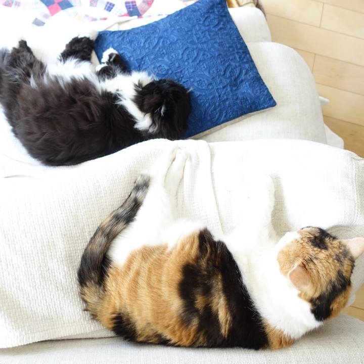 79602485 a92a 4855 bde3 a4348d84152c