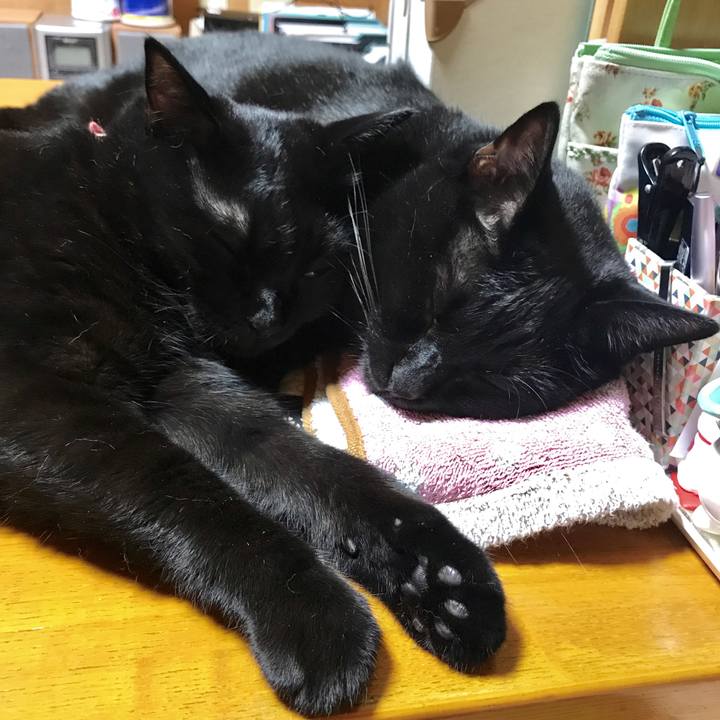 796631b9 ae7a 42e5 8ad8 78f97d7bfb10