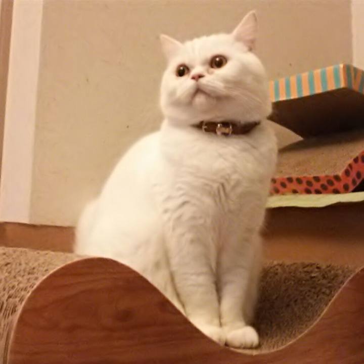 7975964b 2775 4129 9eee e200f1b9c586