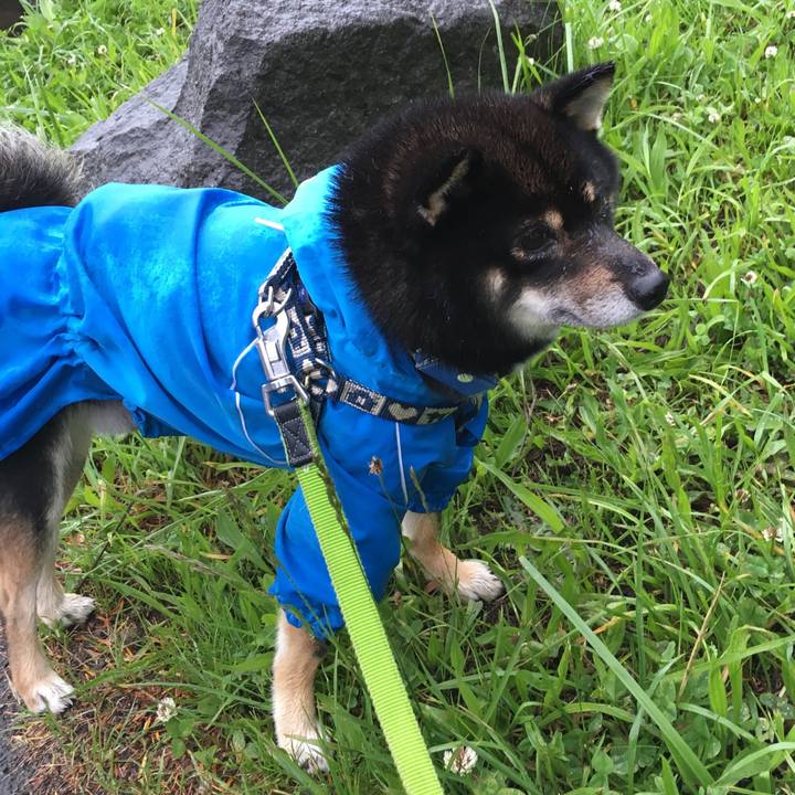 798337ab 899b 4ccf 8f38 b69dd29ee82c