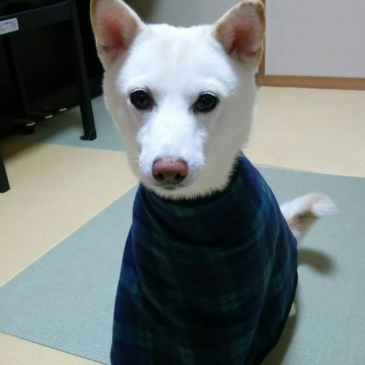 7993e9da fdd7 4c64 a99f 000efdcdb85f