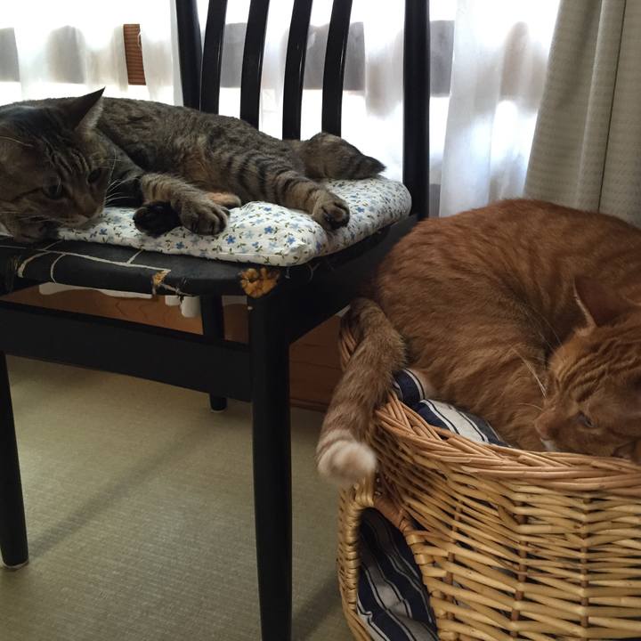 799b4bfe d5e8 4790 b0a9 2396e0dddc5b