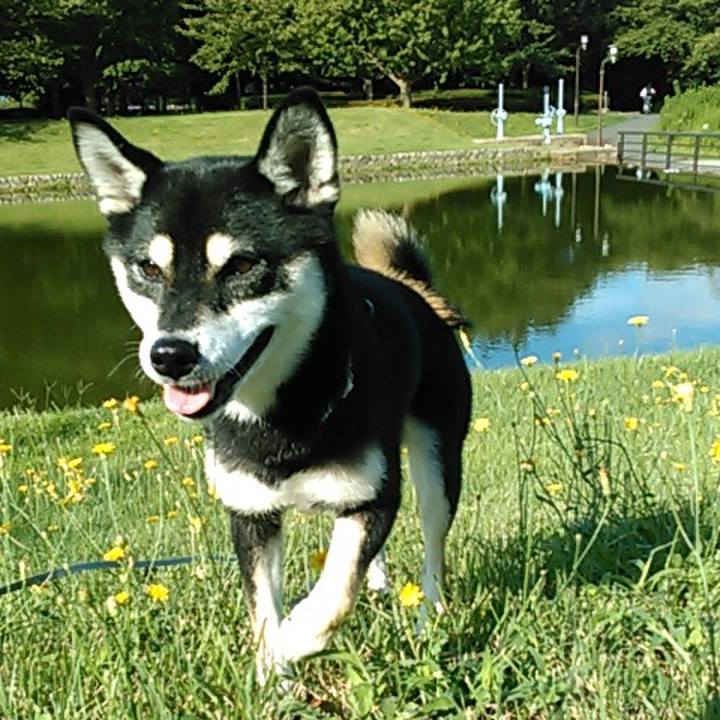 79ab341f 1203 4fc9 ba00 f3db1c3add4b