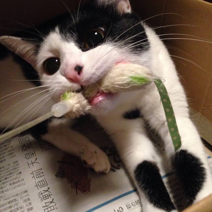 79c338fa 9362 4826 9061 d330a3208fb9