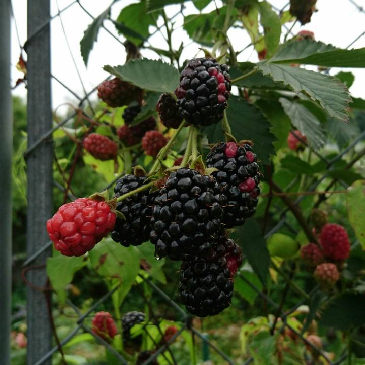 79ff4271 4c69 4052 ba14 c53f6d520159