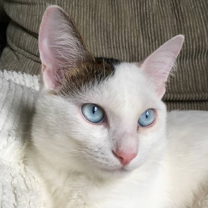 7a0ba106 0340 4228 af7a abd34989a4b2