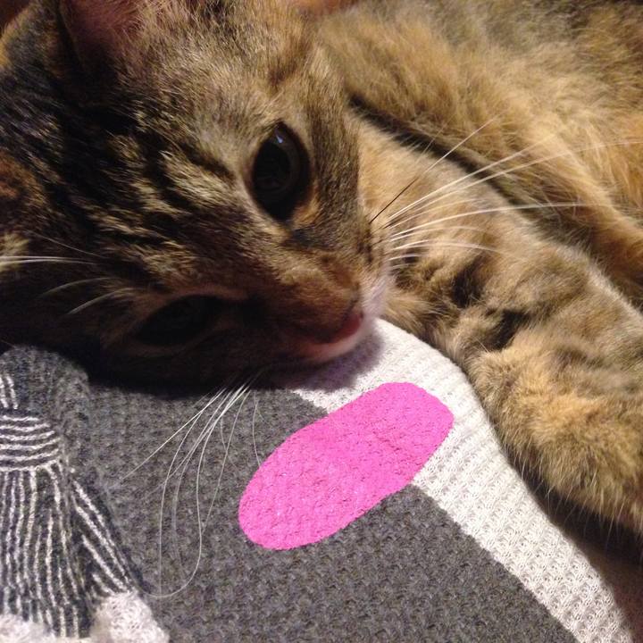 7a0d0068 7fc4 45a8 91d8 115ebc10cab8