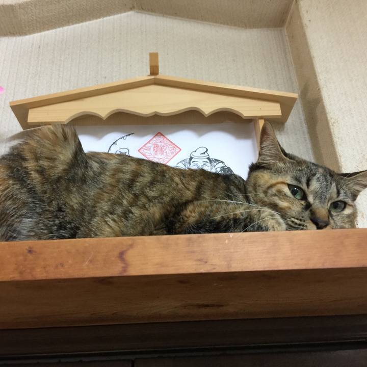 7a112a7e 3d3a 4339 b305 b8e11ed98a45