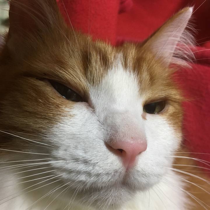 7a17cafe 733e 4918 ab49 48c9cae18811