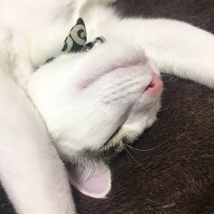 7a1bd034 337e 4c09 8d03 9af40e6335e8