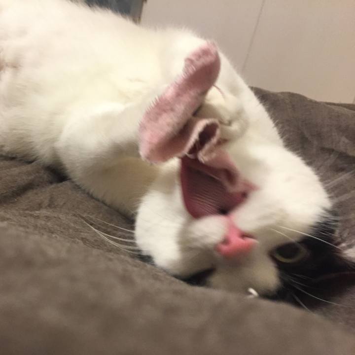 7a3707ff 5ed1 456c b66d 2ce746ff0440