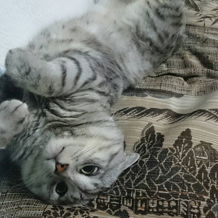 7a41a7a0 06c0 40c3 bc42 78733d9ace7a