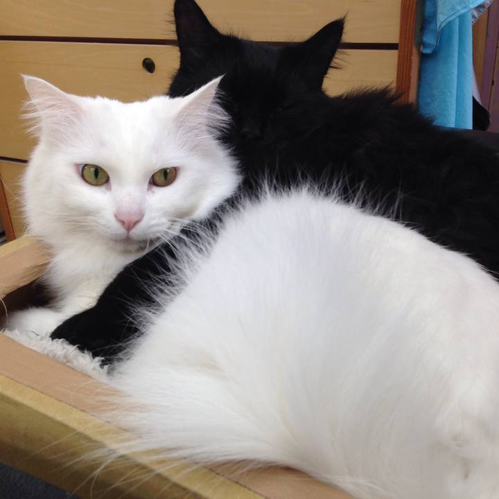 7a54c582 f79e 4b6f 9be6 739b320ddf75