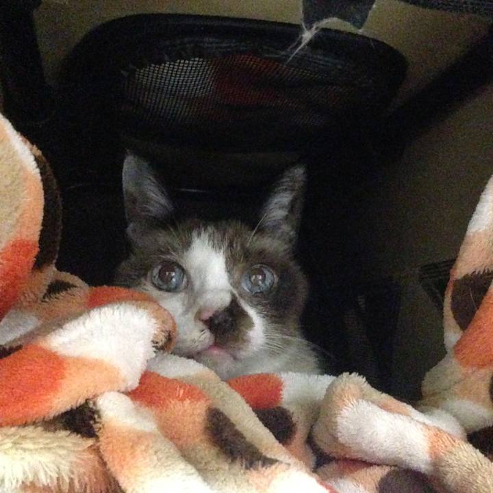 7a5a998c bf6c 4dd8 95c2 793d97a8b3aa