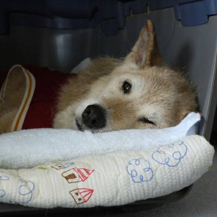 7a61e7c4 0366 4e28 af99 20fc01f3dba4