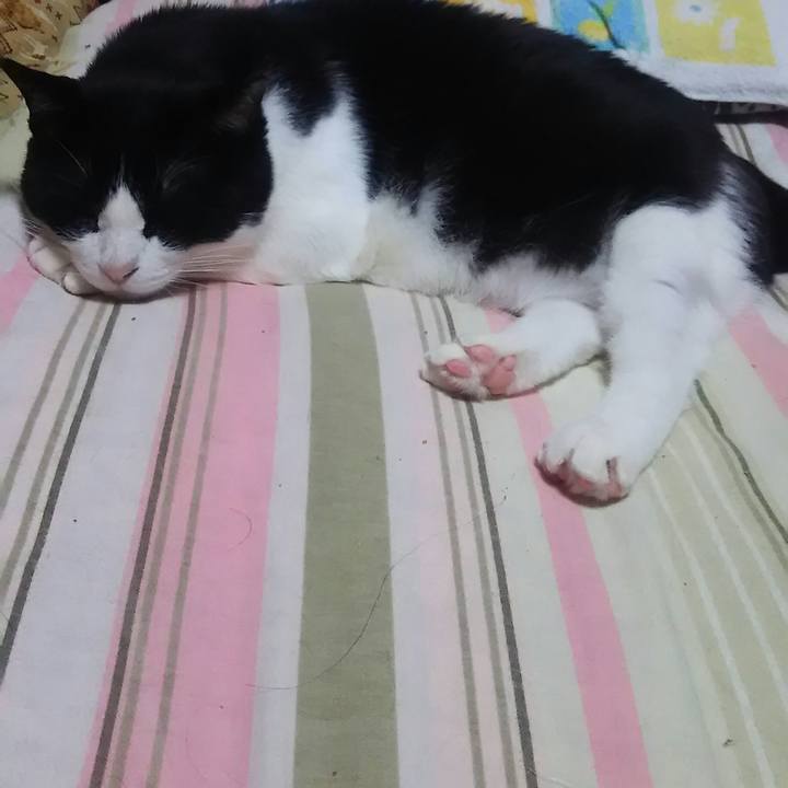 7a673a7a d950 4976 9b38 d20176c64c15