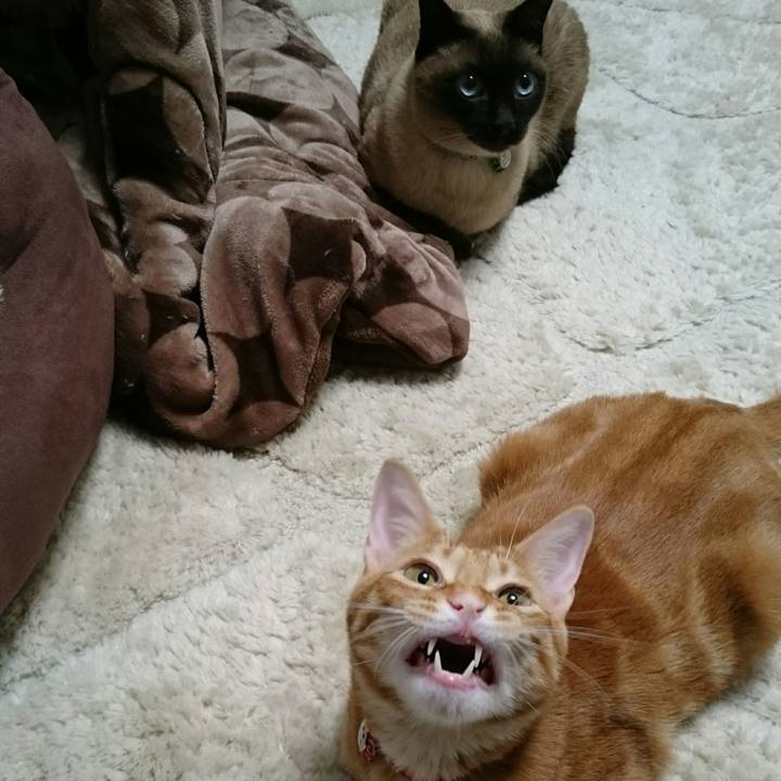 7a80e259 8309 4d26 9ca9 877dcc10b8f0