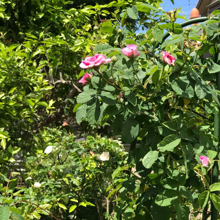 7aa07ff6 662b 45db aafe 23256f90c596