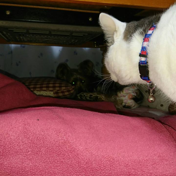 7ab089dc a332 47ce a96c af1af403b791