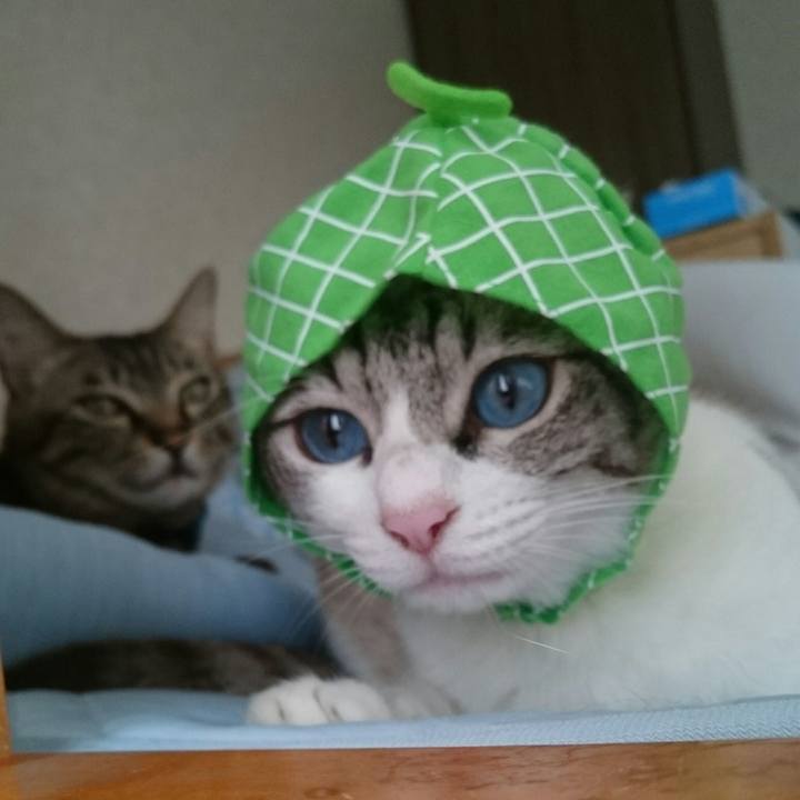 7ab32e4d 35fe 4d4e b066 8162be3eb729