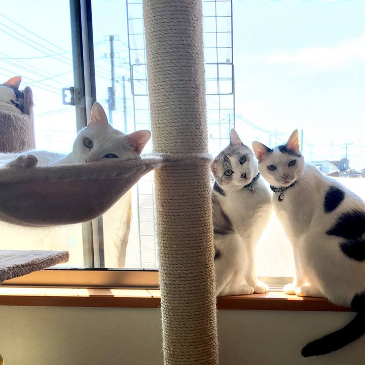 7abec515 668d 4da1 94ca 73c793eba0fa