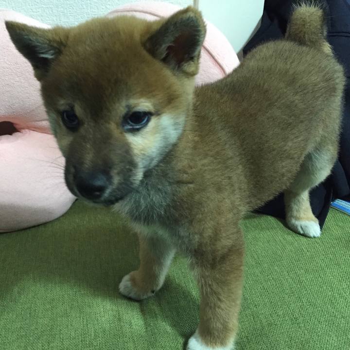 7ac487e4 4479 46e4 82e5 a63b684e27fb