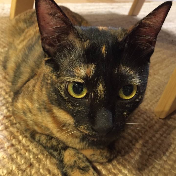 7acef0bb e9f6 4c7b 9721 fd4552c9748d