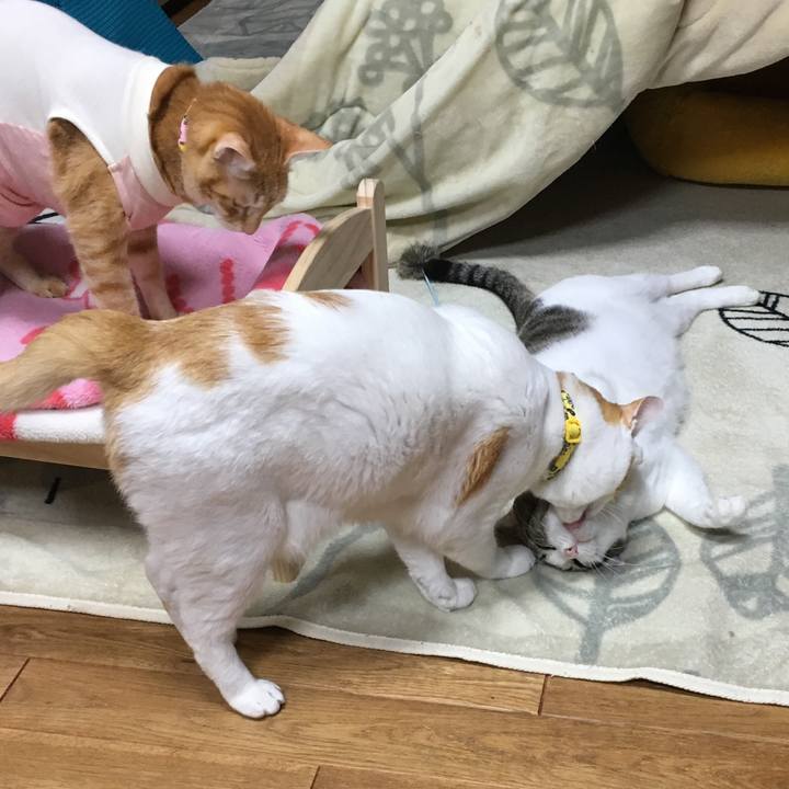 7ad86501 7644 4160 99b3 da43b15db85e