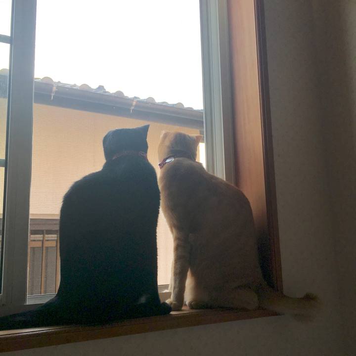 7adcf6e8 8c63 4045 929f e0701e6d0a1d