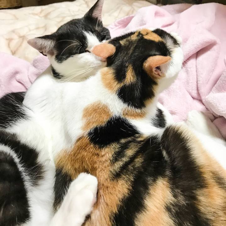 7b00877c 5482 446a bfb8 45b07fee2854