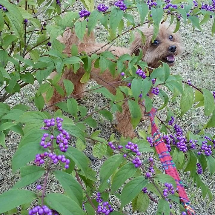 7b2dd81e 9545 4243 bbd8 735945f58425